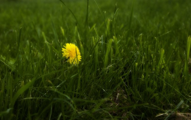 трава, природа, весна, одуванчик, grass, nature, spring, dandelion