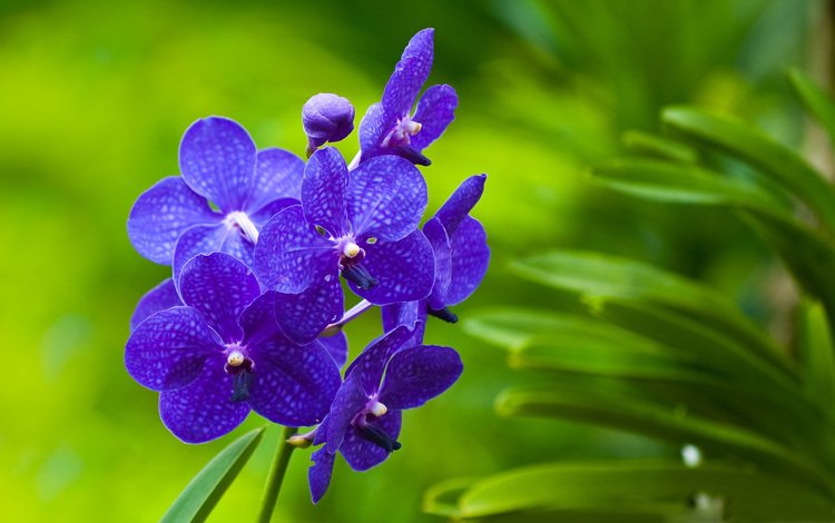 зеленый фон, фиолетовые, орхидеи, фаленопсис, cvety, zelen, orxidei, rastenie, green background, purple, orchids, phalaenopsis