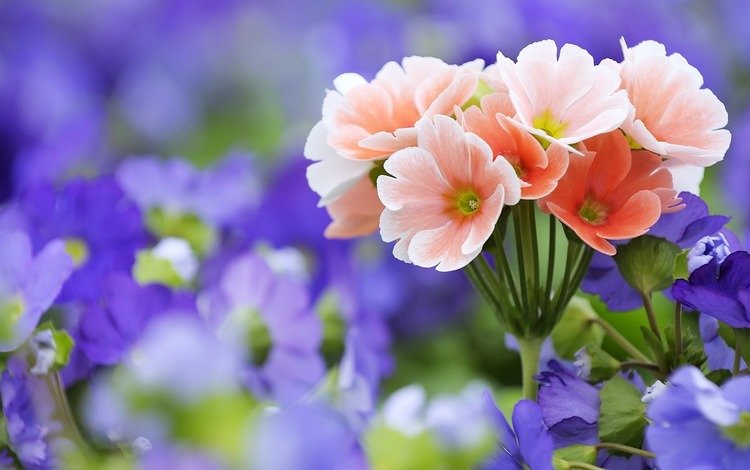 цветы, макро, розовые, полевые, сиреневые, cvety, makro, rozovye, buket, polevye, sirenevye, flowers, macro, pink, field, lilac
