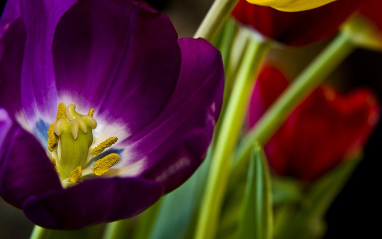 цветы, лепестки, тюльпаны, стебли, cvety, krasivo, rasteniya, flowers, petals, tulips, stems