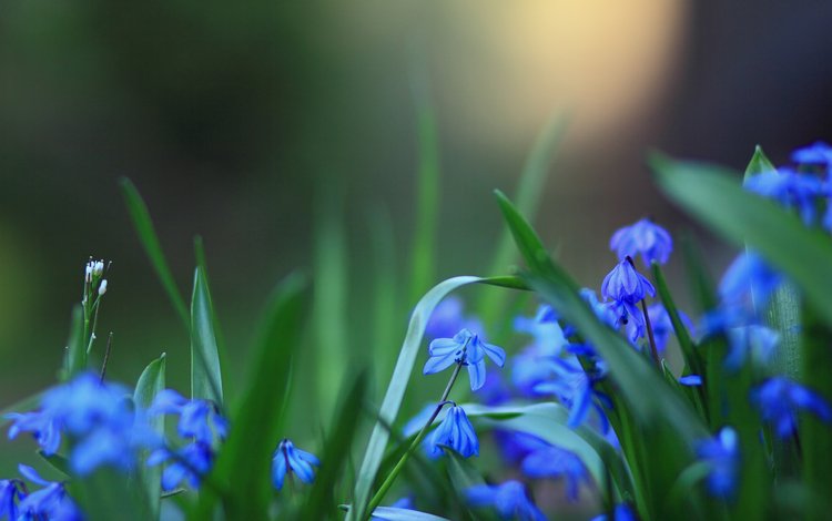 cvety, rozmytost, sinie