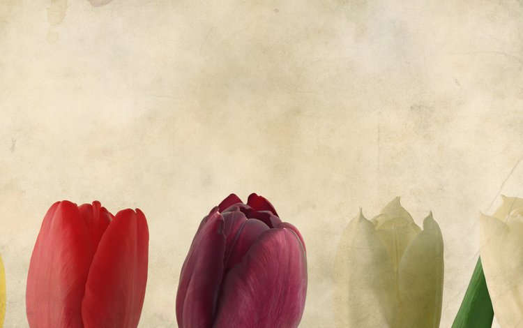 фон, тюльпаны, background, tulips