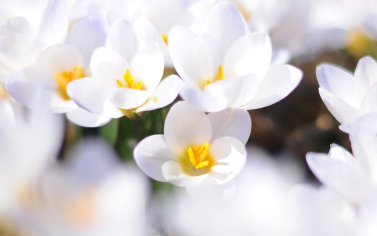 цветы, макро, белый, весна, первоцвет, крокусы, flowers, macro, white, spring, primrose, crocuses