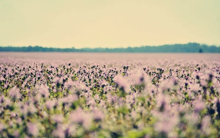 цветы, поле, лаванда, полюс, cvety, priroda, flowers, field, lavender, pole