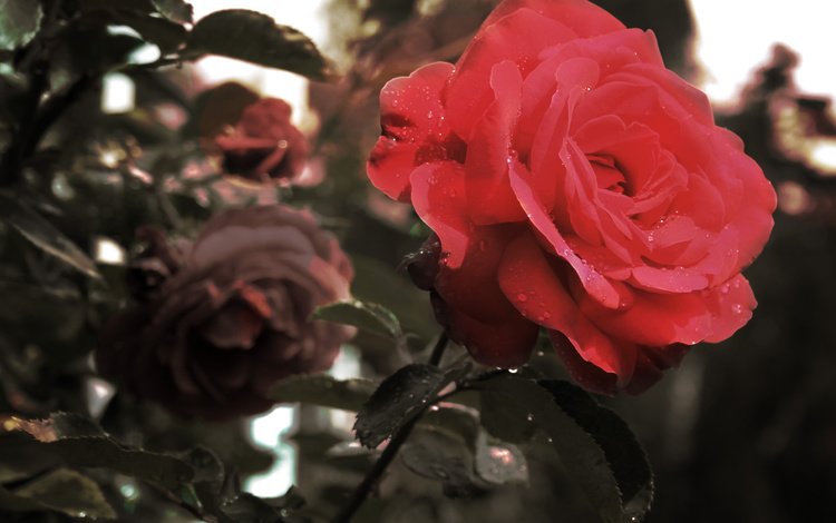 цветы, макро, роза, лепестки, красная, makro, roza, krasnaya, flowers, macro, rose, petals, red