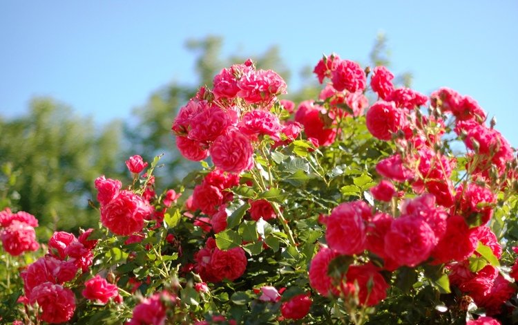 лето, алые, розы, красота, розовые, куст, krasota, leto, rozovye, rozy, alye, kust, summer, al, roses, beauty, pink, bush