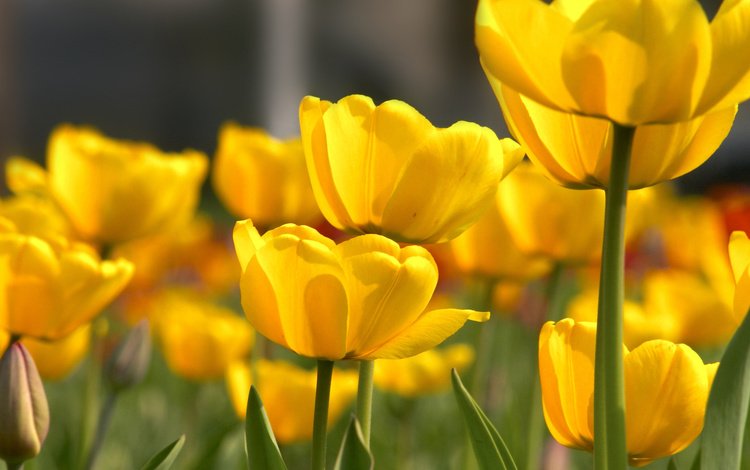 цветы, тюльпаны, желтые, cvety, tyulpany, butony, zhyoltye, леспестки, flowers, tulips, yellow, lepestki