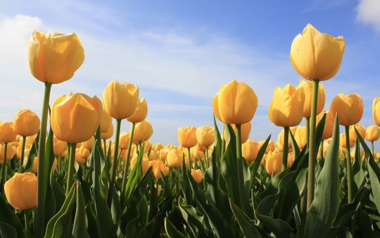 небо, zheltyj, цветы, облака, бутоны, лепестки, тюльпаны, желтые, cvety, tyulpany, the sky, flowers, clouds, buds, petals, tulips, yellow