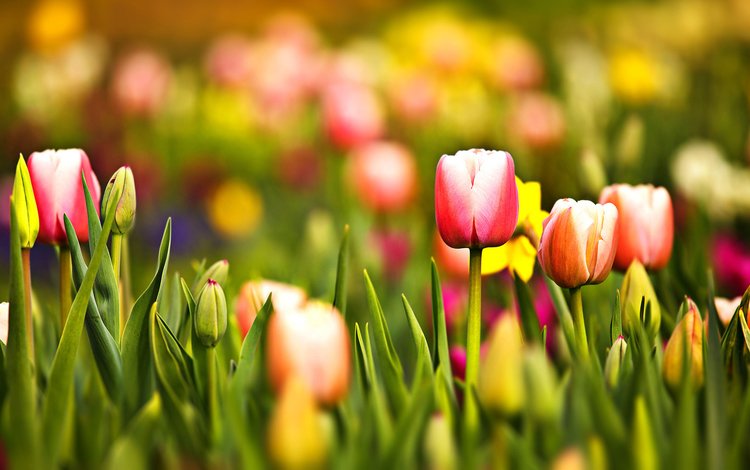 бутоны, лепестки, тюльпаны, cvety, trava, makro, tyulpany, krasnyj, zheltyj, zelenyj, buds, petals, tulips