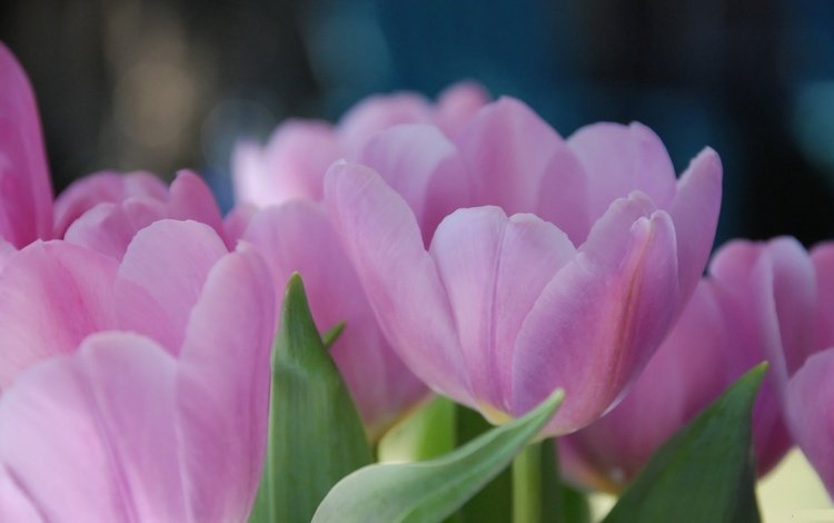 цветы, фон, лепестки, размытость, тюльпаны, розовые, tyulpany, raskrytye, леспестки, flowers, background, petals, blur, tulips, pink, lepestki