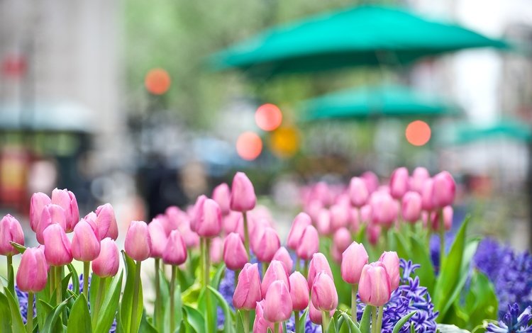 цветы, buton, rozovye, весна, gorod, giacint, тюльпаны, klumba, розовые, синие, боке, гиацинт, cvety, tyulpany, flowers, spring, tulips, pink, blue, bokeh, hyacinth