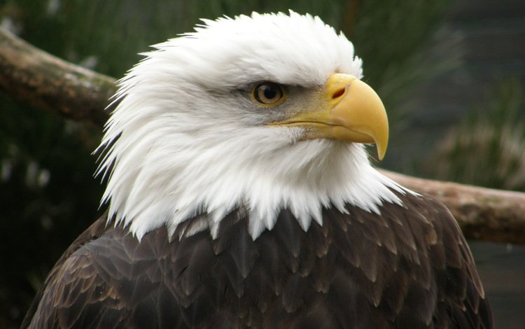 орел, птица, клюв, беллоголовый, белоголовый орлан, хищная птица, eagle, bird, beak, belogolovy, bald eagle, bird of prey