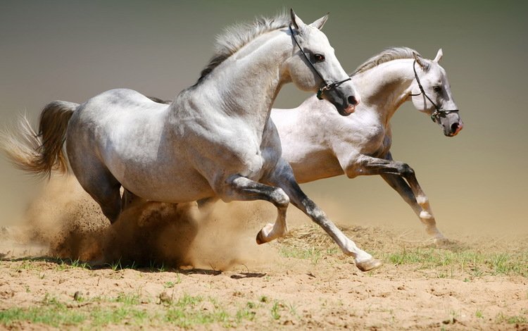 пара, лошади, кони, пыль, грива, бег, копыта, pair, horse, horses, dust, mane, running, hooves