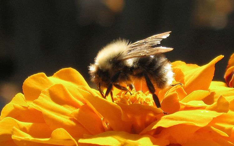 насекомое, pushistyj, цветок, крылья, пчела, опыление, циния, cvetok, shmel, yarkij, solnechnyj, insect, flower, wings, bee, pollination, tsiniya