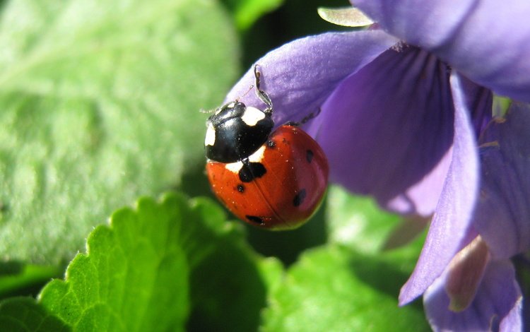 цветы, жук, насекомое, божья коровка, cvety, makro, bozhya korovka, fialka, фиалка, насекрмые, flowers, beetle, insect, ladybug, violet, nasekomye
