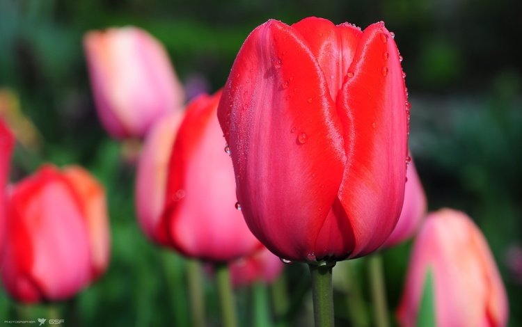 цветы, cvety, kapli, макро, tyulpany, цветок, капли, бутон, весна, тюльпаны, тюльпан, flowers, macro, flower, drops, bud, spring, tulips, tulip
