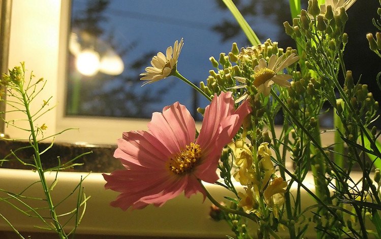 свет, cvety, polevye, цветы, vecher, okno, вечер, отражение, ромашка, окно, полевые цветы, космея, light, flowers, the evening, reflection, daisy, window, wildflowers, kosmeya