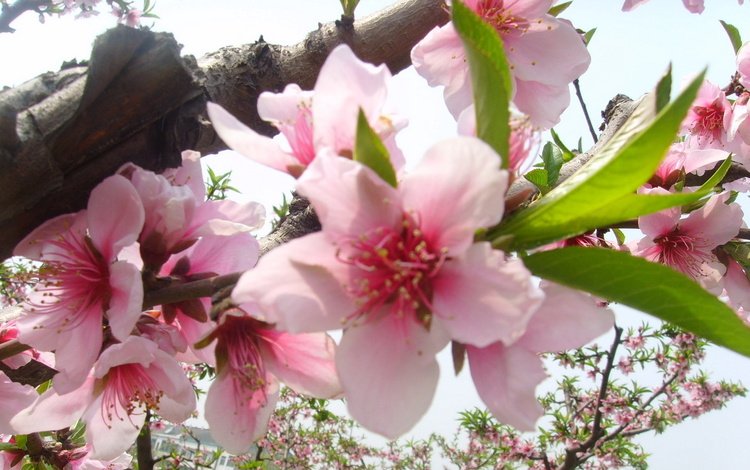цветение, весна, яблоня, cvety, rozovyj, zelenyj, flowering, spring, apple