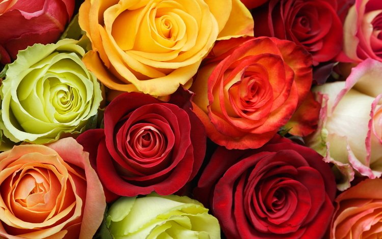 цветы, бутоны, розы, разноцветные, зи, cvety, butony, oranzhevyj, rozy, krasnyj, raznocvetie, flowers, buds, roses, colorful, z