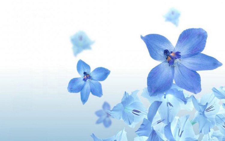 цветы, лепестки, голубые, синие, cvety, priroda, sinij, flowers, petals, blue