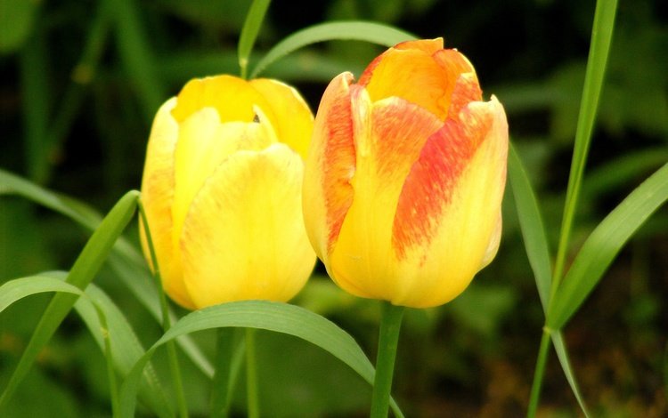 цветы, трава, весна, тюльпаны, два, желтые, cvety, vesna, tyulpany, butony, flowers, grass, spring, tulips, two, yellow