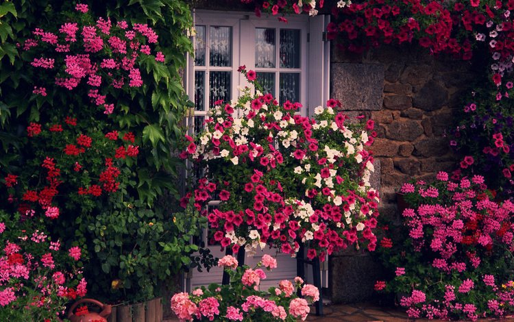 цветы, зелень, стена, дверь, дом, cvety, zelen, stena, dom, dver, flowers, greens, wall, the door, house