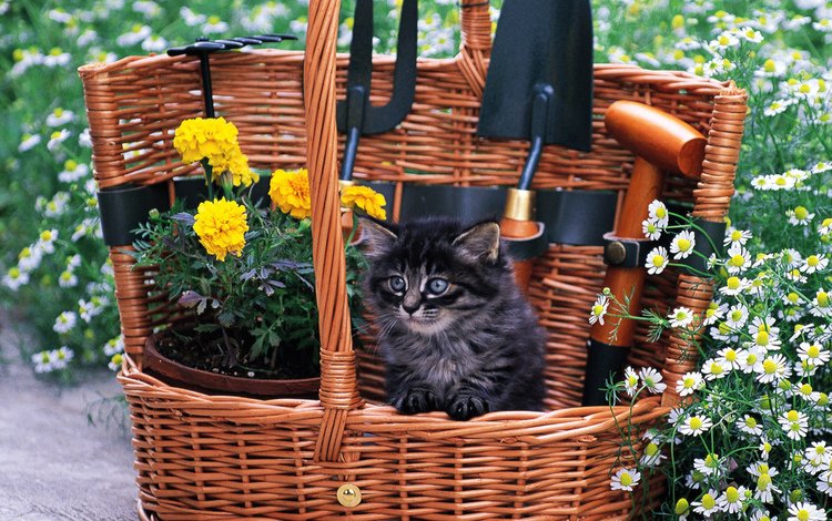 цветы, садовый инвентарь, кошка, котенок, пушистый, черный, малыш, полевые, цветочки, корзинка, basket, flowers, garden tools, cat, kitty, fluffy, black, baby, field