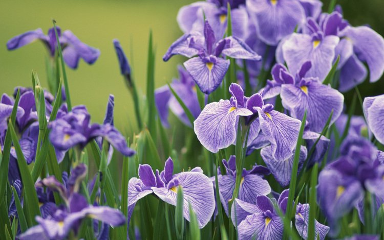цветы, бутоны, лепестки, стебли, ирисы, butony, sirenevye, irisy, леспестки, flowers, buds, petals, stems, irises, lepestki