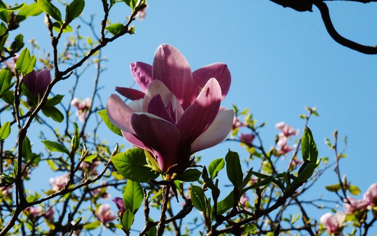киев, botanicheskij sad, magnoliya, kiev