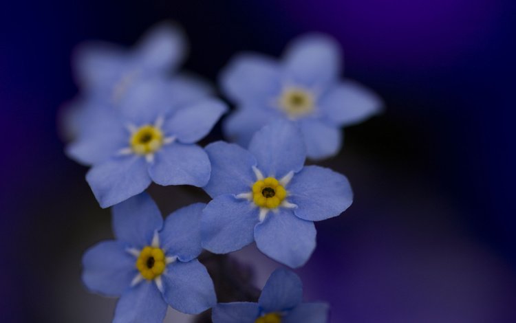 cvety, makro, sinie, cvet, nezabudki, golubye
