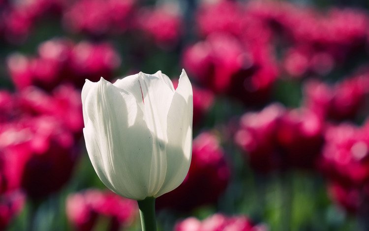 цветок, белый, тюльпан, cvety, priroda, makro fotografii, oboi s cvetami, грустит, flower, white, tulip, sad