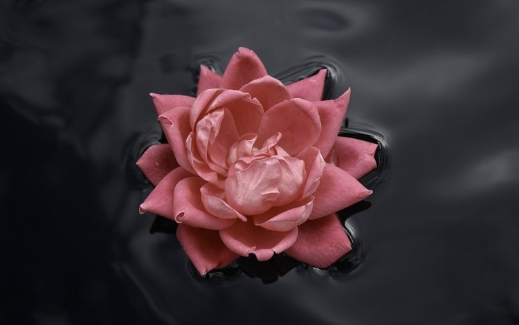 вода, цветок, роза, бутон, розовый, roza, voda, kontrast, water, flower, rose, bud, pink