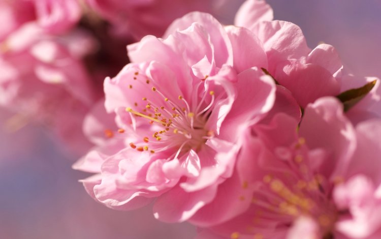 цветы, размытость, розовые, сакура, нежность, rozovyj, cvetok, nezhnost, yarko, ves, розмытость, razmytost, flowers, blur, pink, sakura, tenderness