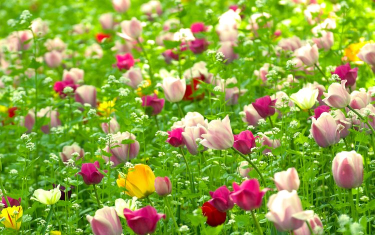 цветы, природа, поле, тюльпаны, полюс, cvety, vesna, tyulpany, rasteniya, priroda, flowers, nature, field, tulips, pole