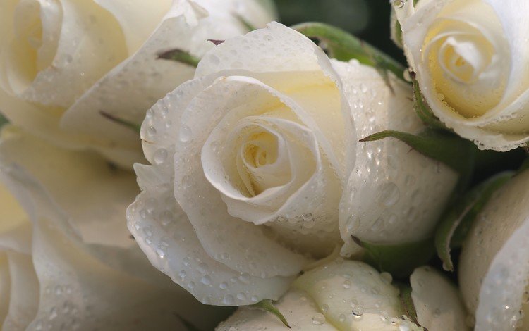 цветы, макро, капли, розы, лепестки, букет, белые, белая роза, flowers, macro, drops, roses, petals, bouquet, white, white rose
