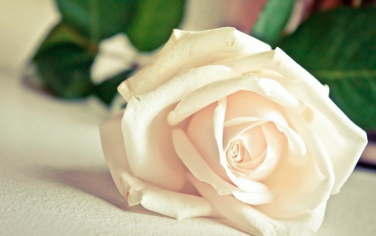 макро, цветок, роза, лепестки, белая, macro, flower, rose, petals, white