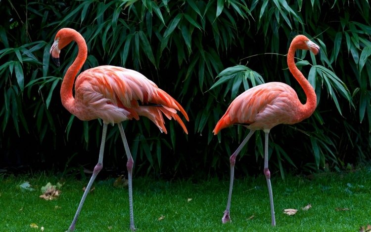 трава, зелень, листья, фламинго, птицы, перья, розовые фламинго, grass, greens, leaves, flamingo, birds, feathers, pink flamingos