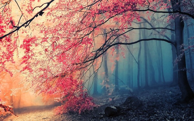 деревья, природа, лес, туман, осень, trees, nature, forest, fog, autumn