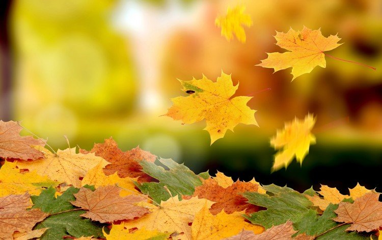 листья, макро, листва, осень, клен, падение, листопад, ворох, leaves, macro, foliage, autumn, maple, drop, falling leaves, heap