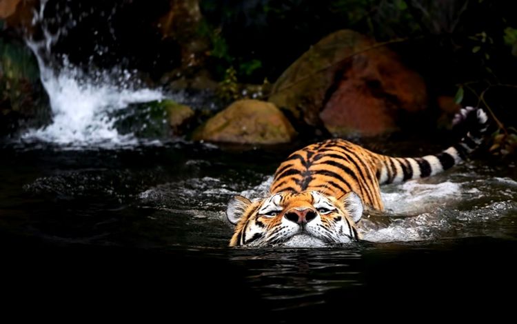 тигр, вода, tiger, water