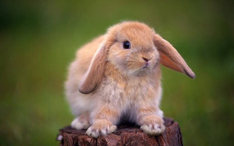 глаза, животные, лапы, кролик, уши, пень, пенек, кролик карликовый, декоративный, decorative, eyes, animals, paws, rabbit, ears, stump, dwarf rabbit