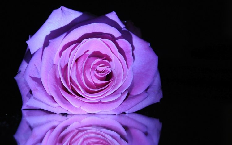 макро, цветок, роза, бутон, черный фон, сиреневая роза, macro, flower, rose, bud, black background, lilac rose