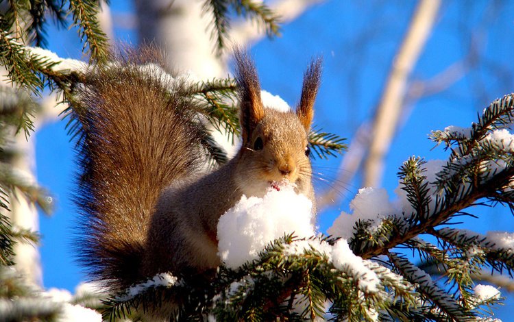 снег, елка, зима, животные, ель, белка, еловая ветка, грызун, snow, tree, winter, animals, spruce, protein, spruce branch, rodent