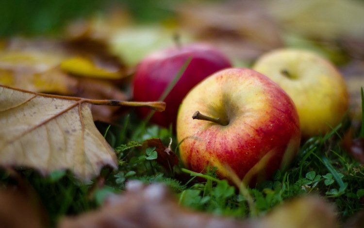 листья, макро, фрукты, яблоки, осень, leaves, macro, fruit, apples, autumn