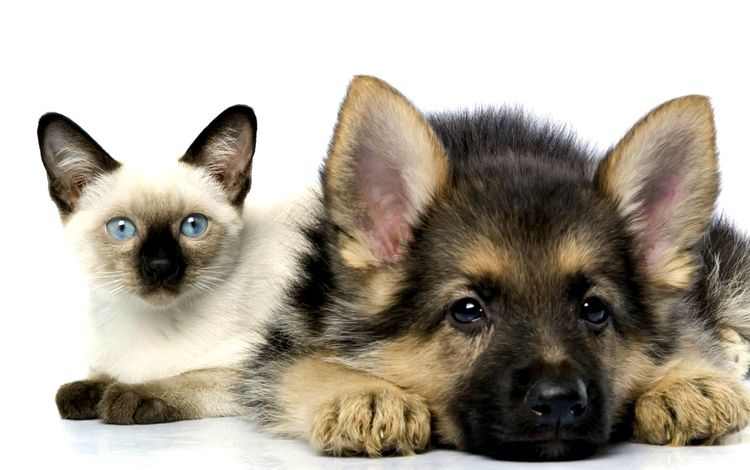 кошка, котенок, собака, щенок, дружба, овчарка, сиамский, пес и кот, cat, kitty, dog, puppy, friendship, shepherd, siamese, dog and cat