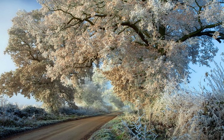 дорога, деревья, дерево, мороз, иней, осень, road, trees, tree, frost, autumn