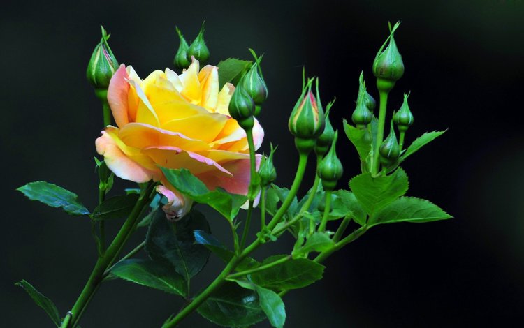 бутоны, роза, лепестки, бутон, черный фон, стебель, желтая роза, buds, rose, petals, bud, black background, stem, yellow rose