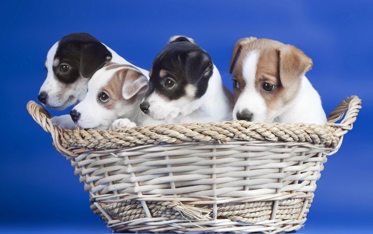 корзина, щенки, синий фон, собаки, basket, puppies, blue background, dogs