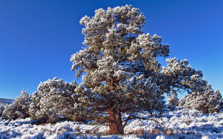 небо, снег, дерево, зима, иней, день, синее, морозный, the sky, snow, tree, winter, frost, day, blue, frosty