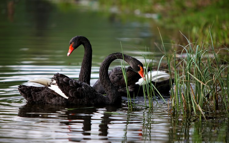 трава, озеро, природа, лето, птицы, лебеди, черный лебедь, grass, lake, nature, summer, birds, swans, black swan